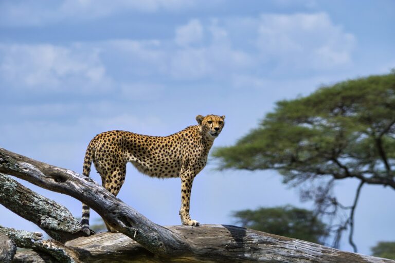 Cheetah on a fallen log in the Serengeti
