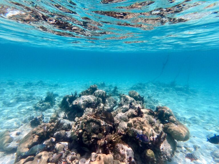 Coral reef in clear blue water