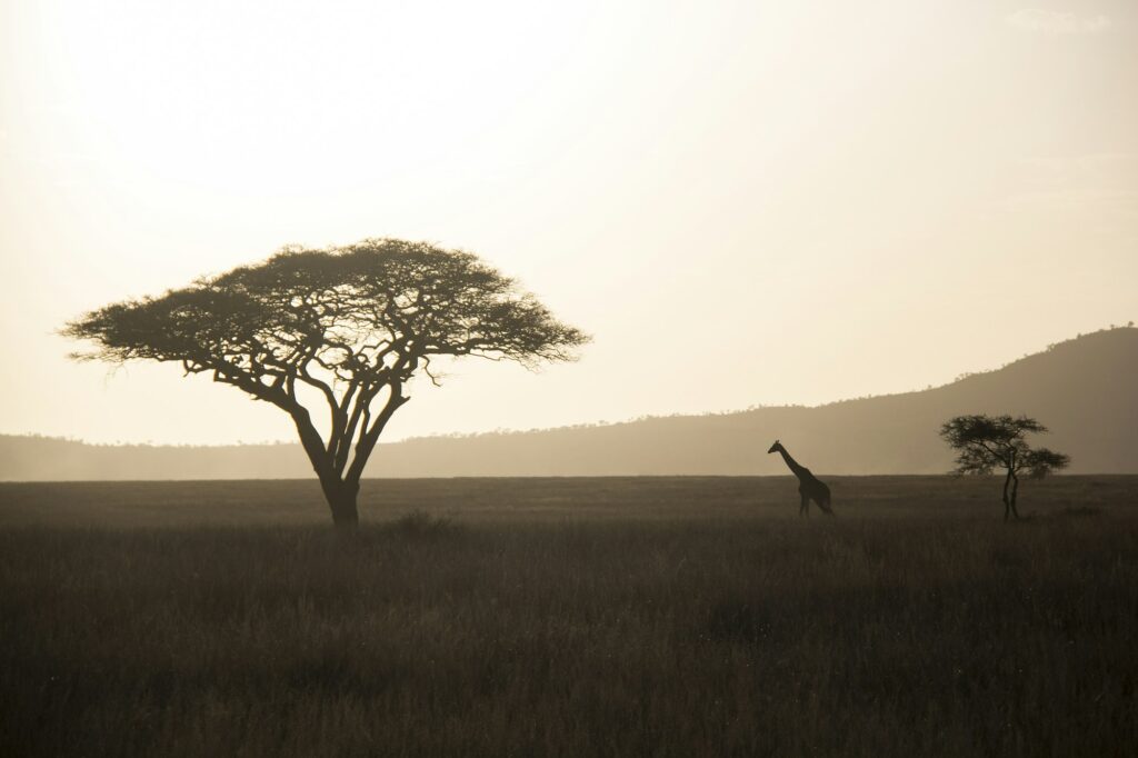 Giraffe walking across the savannah under a golden evening sky