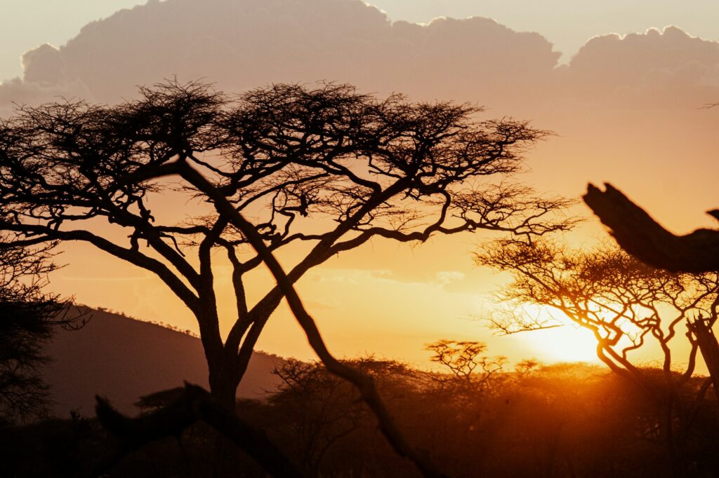 Giraffe silhouetted against the setting sun