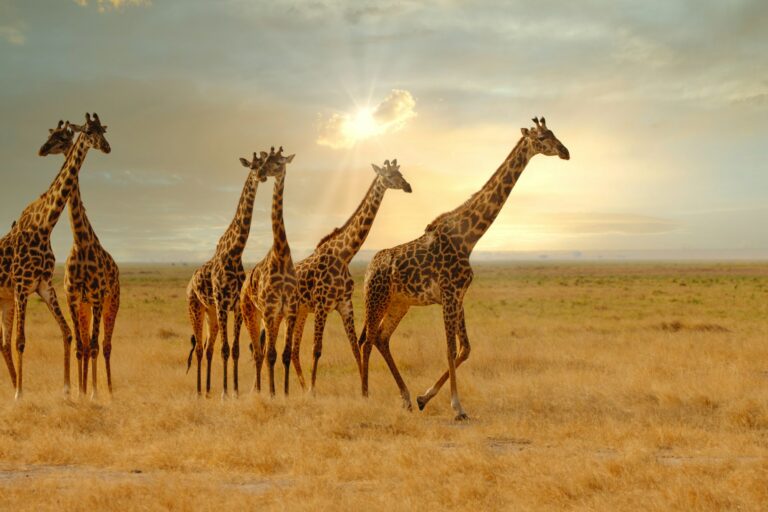 Group of giraffes walking across a field