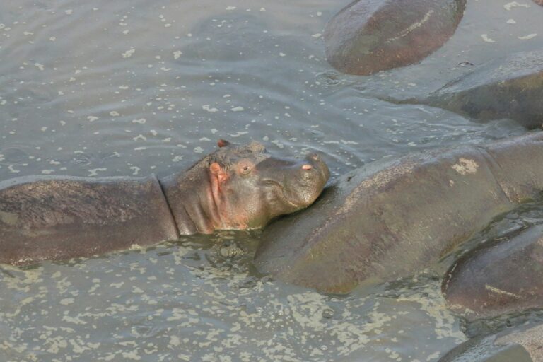 Hippos resting together in the river