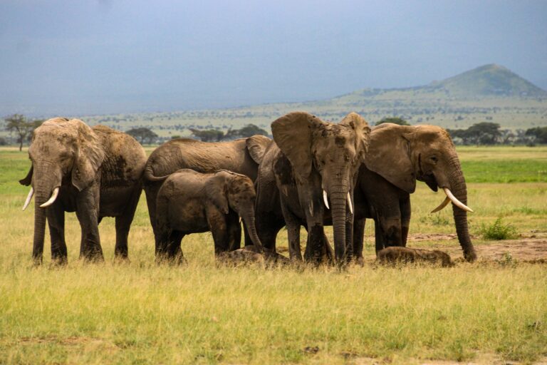 Elephant herd on green plains below Kilimanjaro