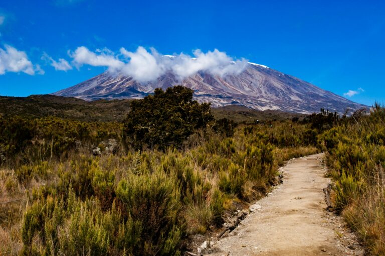 Trail through heather towards Kilimanjaro