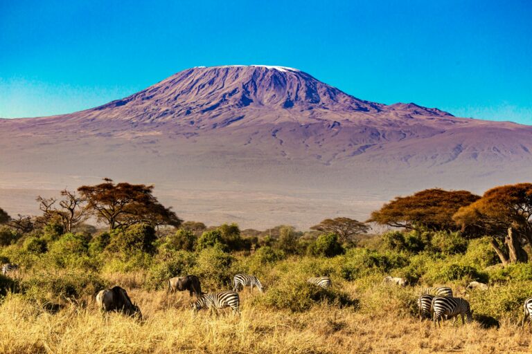 Zebras grazing below Mount Kilimanjaro