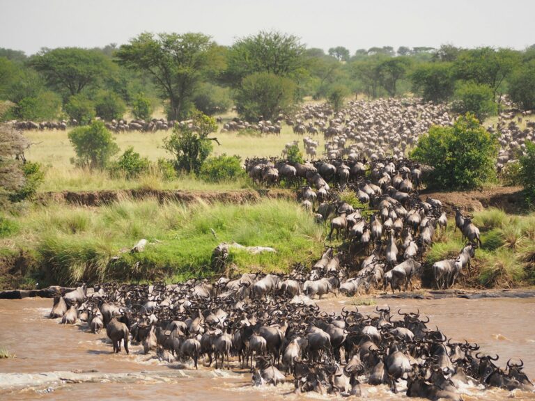 Wildebeest crossing the Mara River in the northern Serengeti