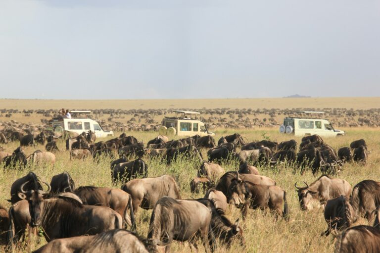 Wildebeest herd grazing near safari vehicles