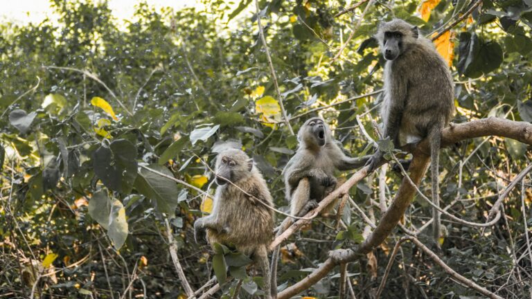 Monkey perched in a tree