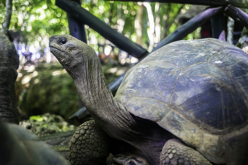 Giant tortoise at the sanctuary on Prison Island, Zanzibar