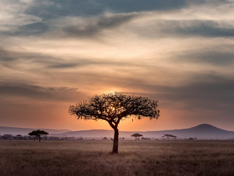 Acacia tree at golden hour in the Serengeti