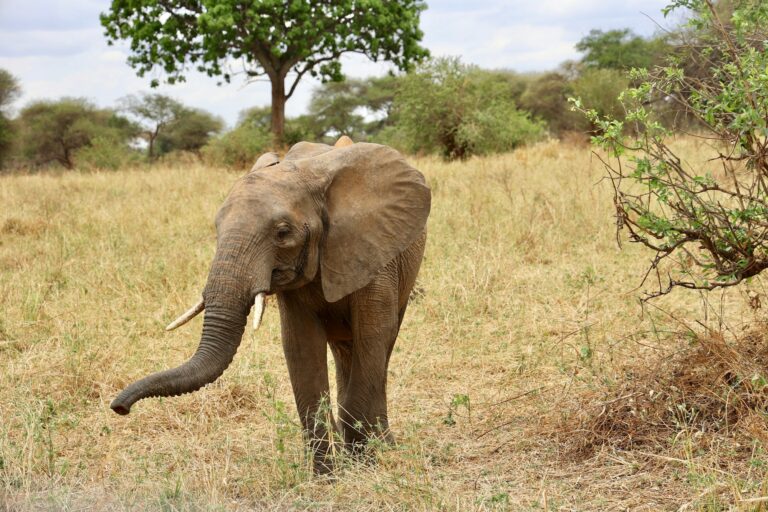 Elephant in Tarangire National Park