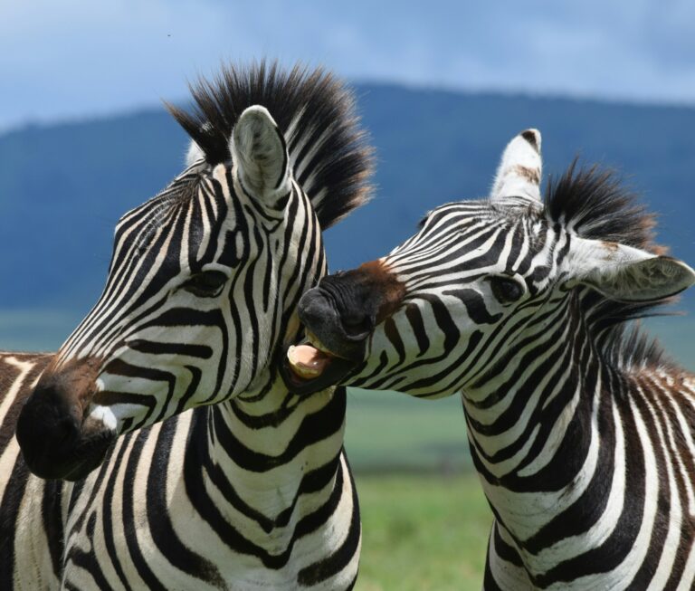 Zebras standing close together