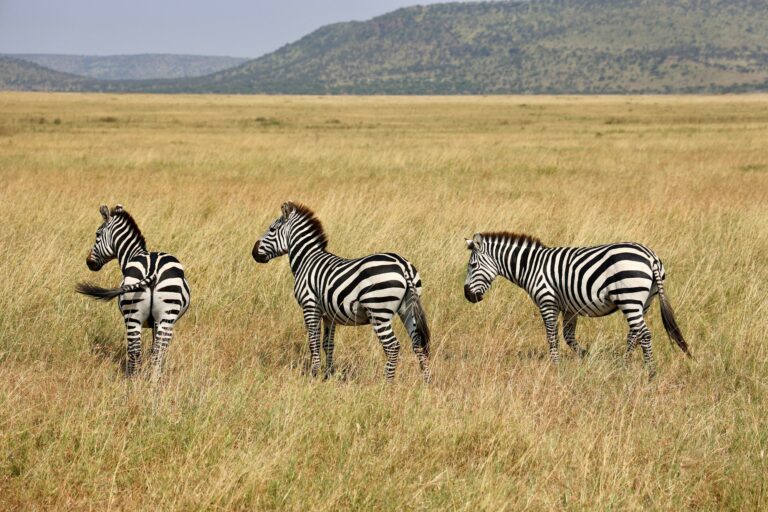 Zebras in golden grassland